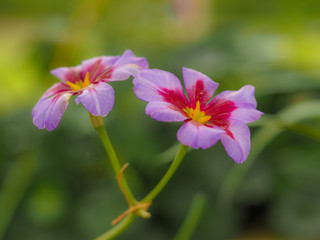 Fototapeta premium Pretty little pink and purple alpine flowers, Leucocoryne Andes or Glory of the Sun
