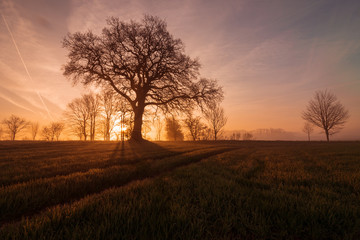 Fototapeta na wymiar single tree in magical morning light with sun rays, tree funeral, pasture burial