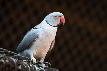 Indian Ring Necked Parrot