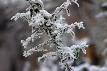 Snowy Plant 001