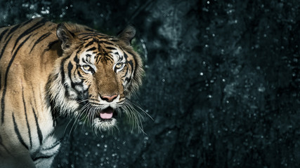 Photos of tiger naturally.