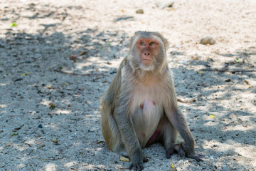 Naklejka premium Old monkey with big eyes and facial hair sits on ground