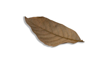 Brown dry leaves with a white patterned background