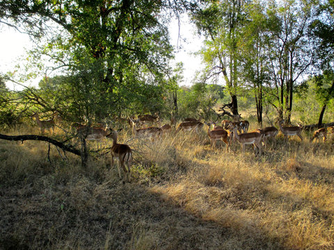 The famous Kruger National Park one of the oldest game reserves of the African continent with the world's largest collection of animal species in South Africa - DUR