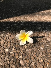 Fototapeta na wymiar frangipani flower on the beach