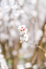 Almond Blossom