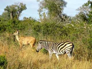 The famous Kruger National Park one of the oldest game reserves of the African continent with the world's largest collection of animal species in South Africa - DUR