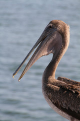 Pelican Portraits