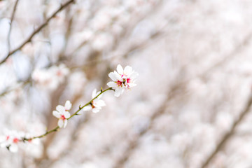 Almond Blossom
