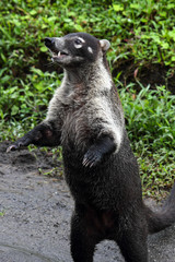 Coati animal strolling arround in Costa Rica, Central America