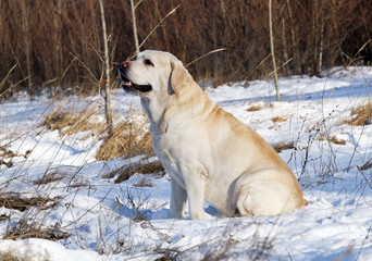 the yellow labrador in winter in snow