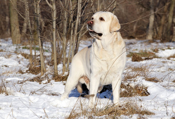 a yellow labrador in winter in snow portrait