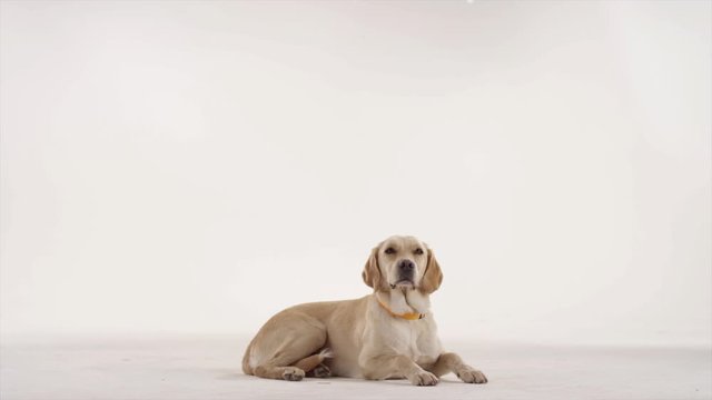 LABRADOR RETRIEVER 4K 25FPS 02