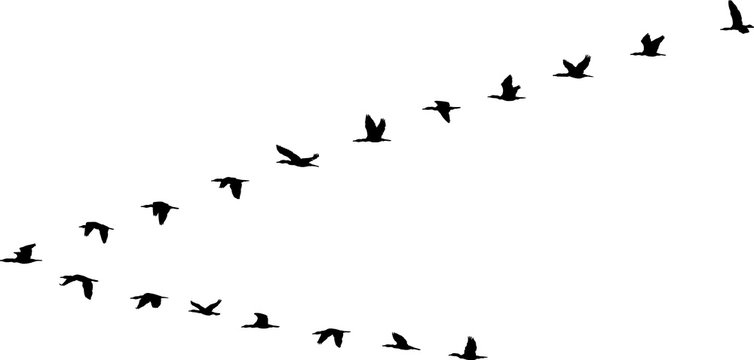 V formation of birds