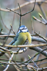 A Blue Tit (Cyanistes caeruleus) perches on a twig posing for a close up head shot portrait.