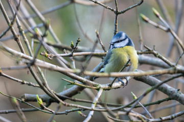 A Blue Tit (Cyanistes caeruleus) perches on a twig posing for a close up head shot portrait.