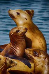 Obraz premium California Sea Lions. in San Fransisco