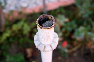 flower in the garden