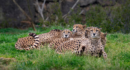 Fototapeta na wymiar Group of cheetahs lying in the green grass