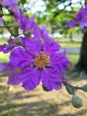 purple flowers in garden