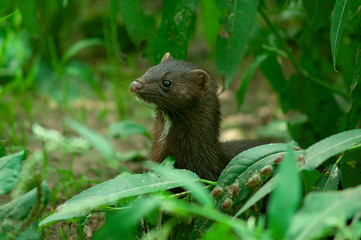 mink peeps yz thickets of grass