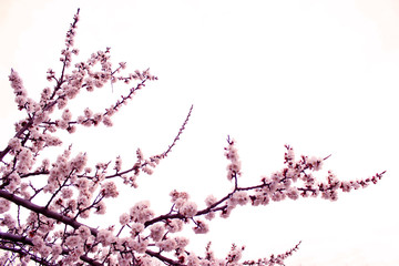 Close up cherry blossom on  white background - Stock image. Blooming Japanese sakura buds and...