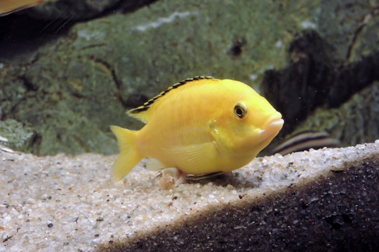 A lemon yellow lab with black fins in close-up, sandy bottom and rocks in the background