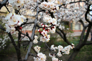 Close up cherry blossom in  the garden with green grass - Stock image. Blooming Japanese sakura buds and flowers on light sky with copy space.