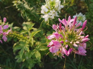 flowers in the garden