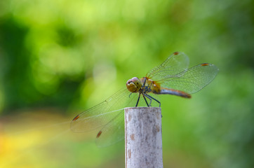 dragonfly on leaf