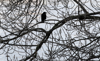 Krähe in einer Baumkrone sitzende