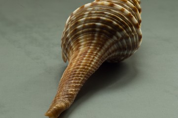 shell on a gray background