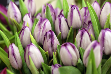 Fototapeta premium varietal white-purple tulips, a bouquet of flowers