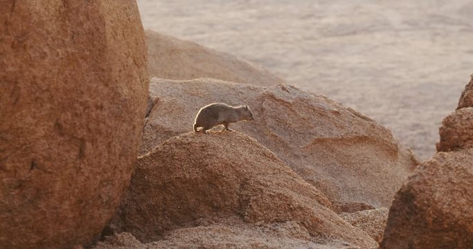 Mountain Erongo small hyrax is sitting on a rock in the desert region of Namibia