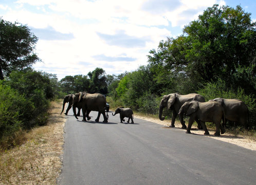 The famous Kruger National Park one of the oldest game reserves of the African continent with the world's largest collection of animal species in South Africa - DUR