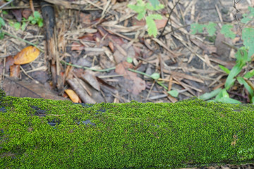 Naklejka na ściany i meble Moss on rotten timber in the forest. 