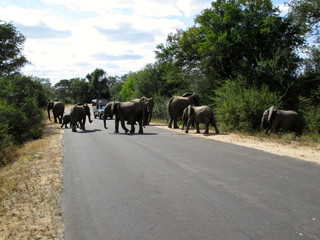 The famous Kruger National Park one of the oldest game reserves of the African continent with the world's largest collection of animal species in South Africa - DUR