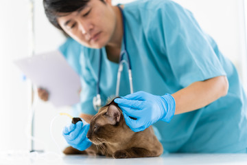Blurred of young asian veterinarian is checking up the cat's ears in vet clinic, concept of medical and healthcare of pet animal.