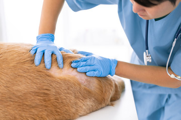 Unidentified veterinarian exam the dog skin problem, concept of healthcare, medical and skin...