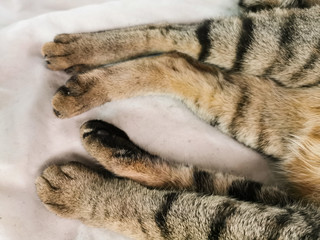 body of brown died cat on white clothes