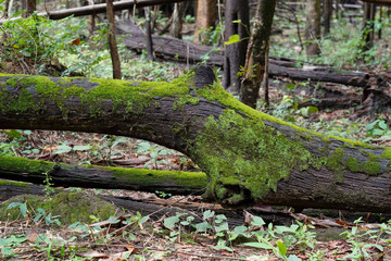 Moss on rotten timber in the forest.   