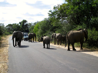 Obraz premium The famous Kruger National Park one of the oldest game reserves of the African continent with the world's largest collection of animal species in South Africa - DUR