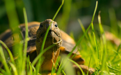 Naklejka na ściany i meble turtle in the grass