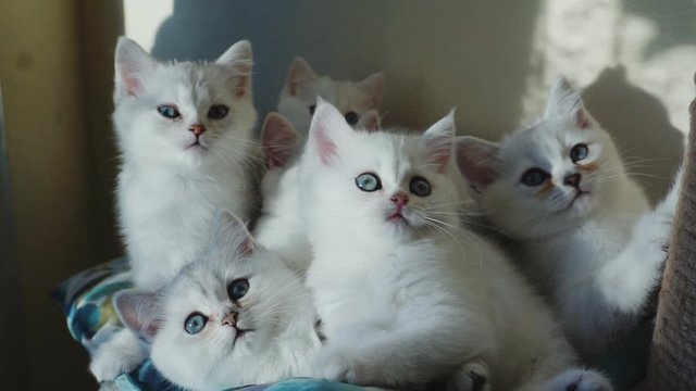 Funny kittens move their heads back and forth.