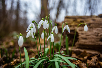 snowdrops flowers in the forest.first sign of spring 