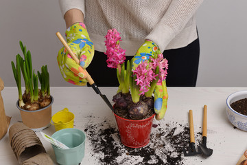 Hands of a young woman in gloves plant hyacinth on a table with garden tools, flower pots, soil, closeup. The concept of home gardening. Plant transplant.