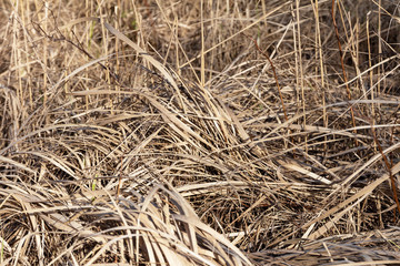 last year's dry yellow grass