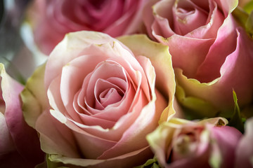 belle rose de couleur rose en gros plan