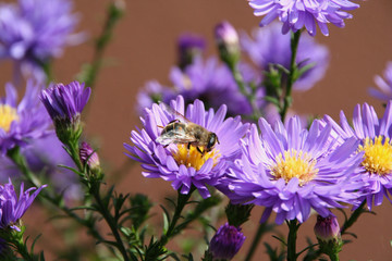 bee on a flower
