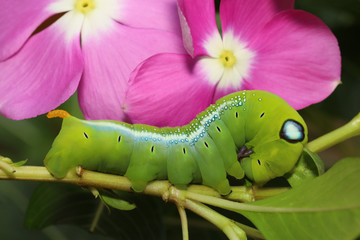 Close up green worm or Daphnis neri worm on the stick tree in nature and enviroment